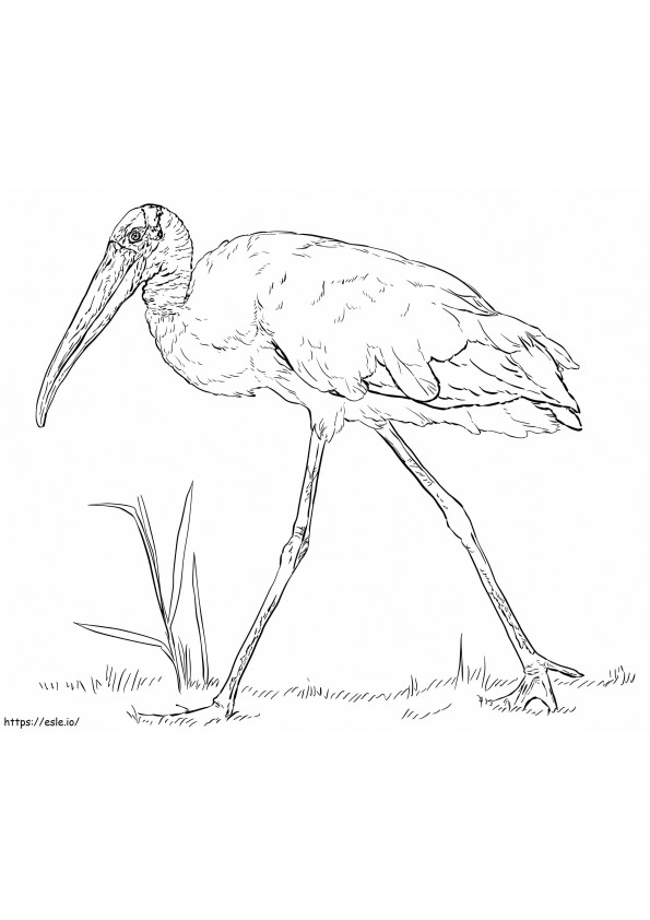 Wood Stork coloring page