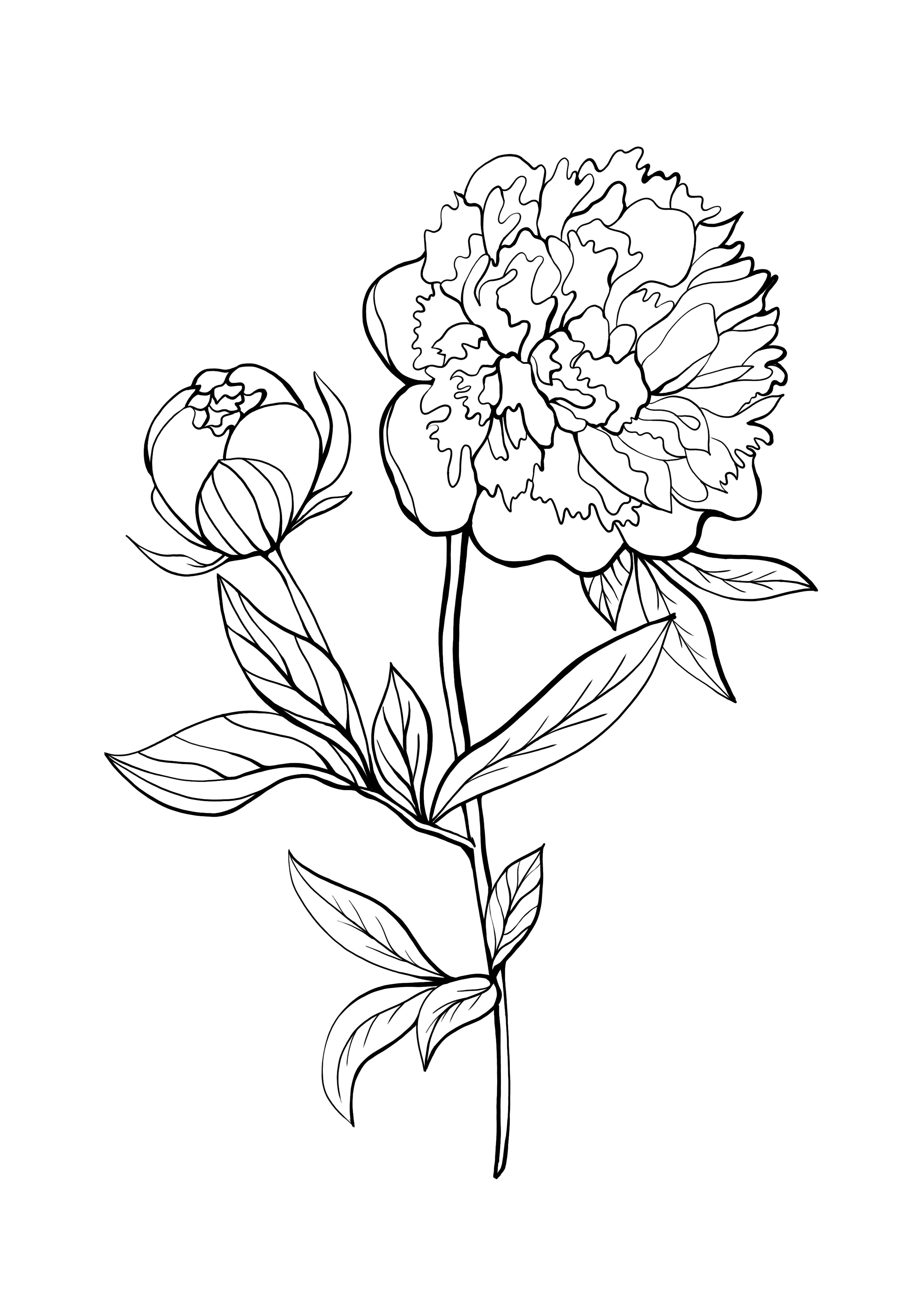 peony to print and color for free