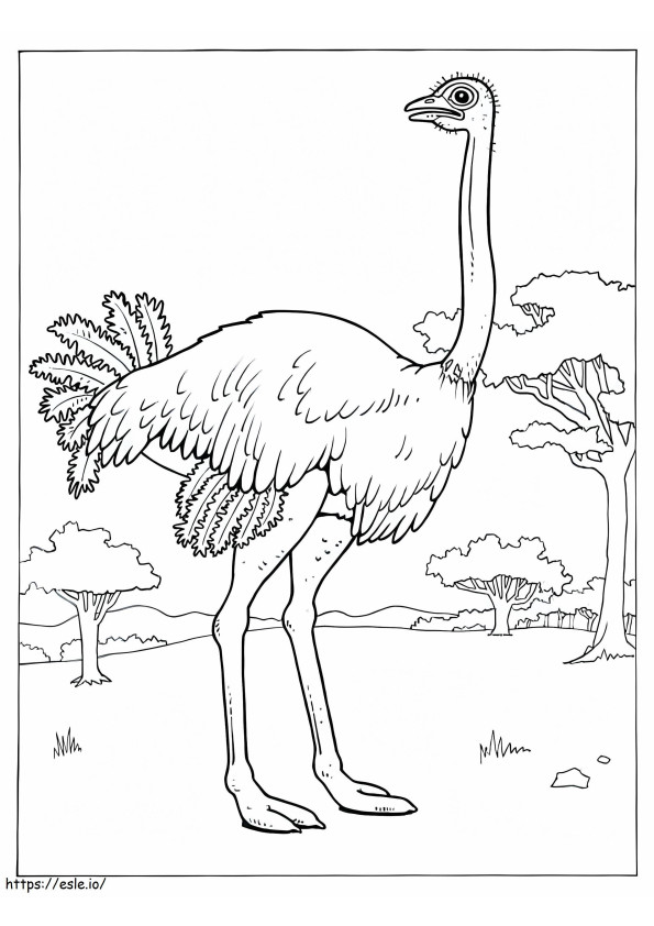 Ostrich 8 coloring page