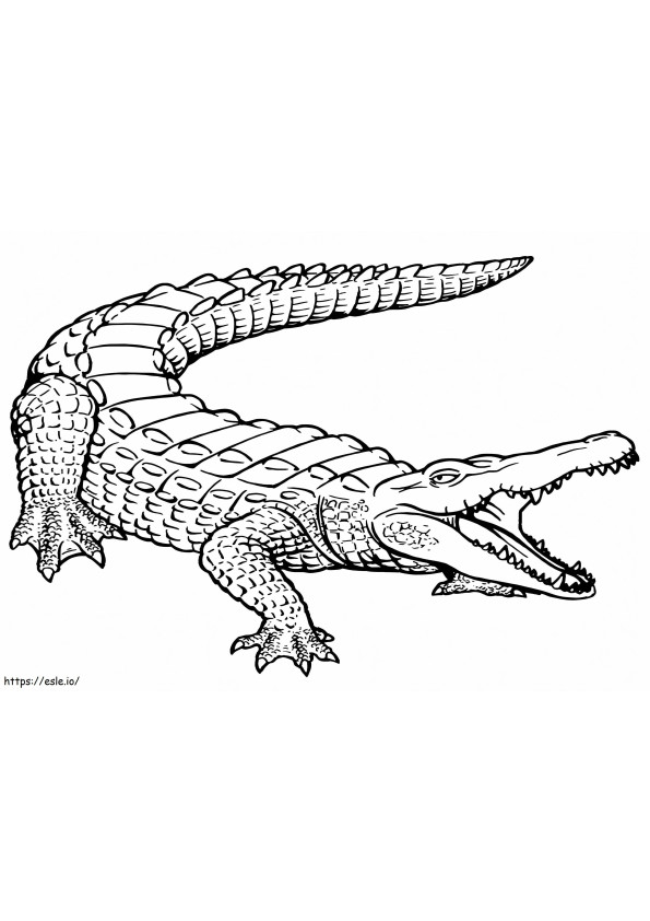 Print Crocodile coloring page