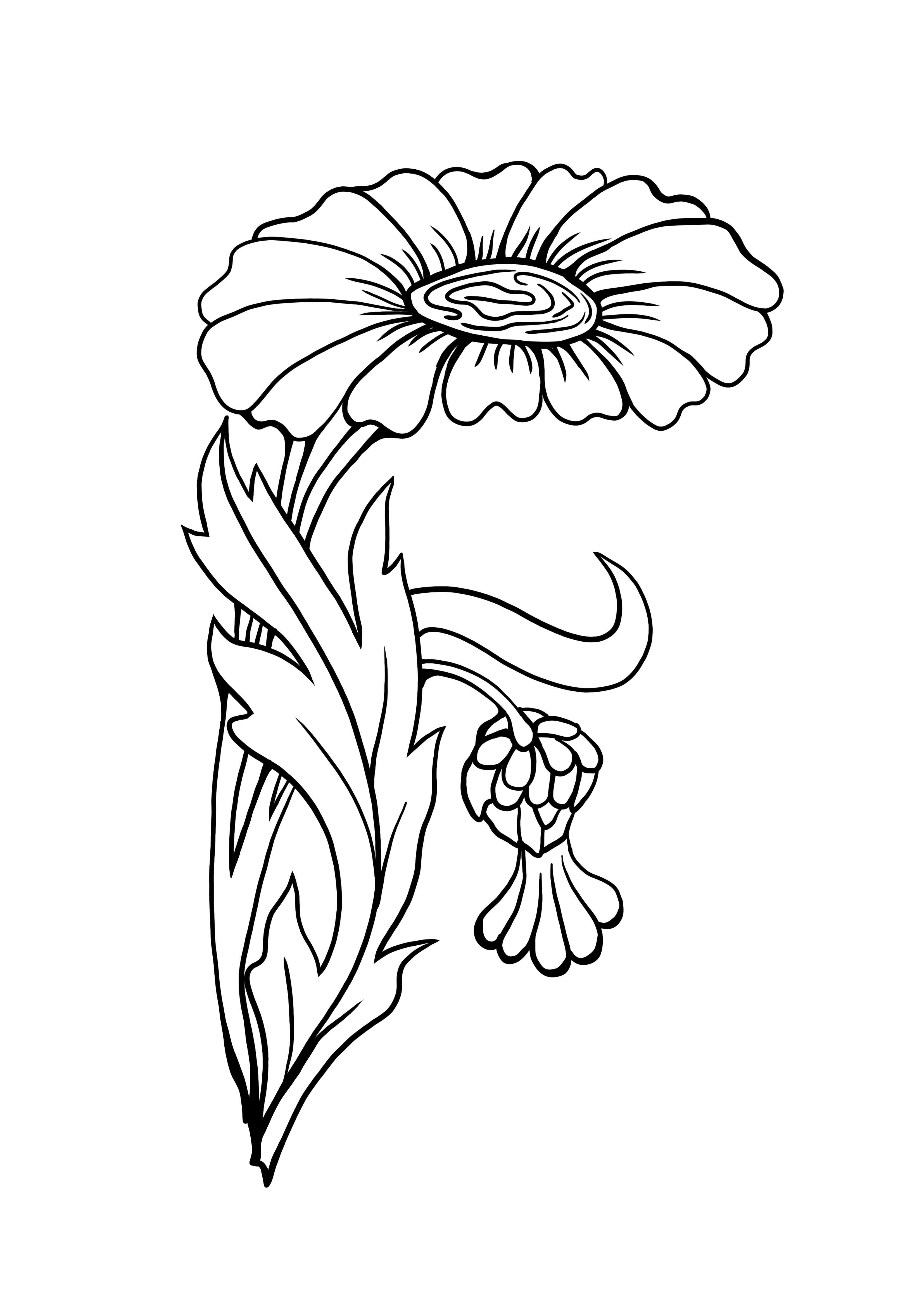 cea mai bună desen de colorat floare de zinnia