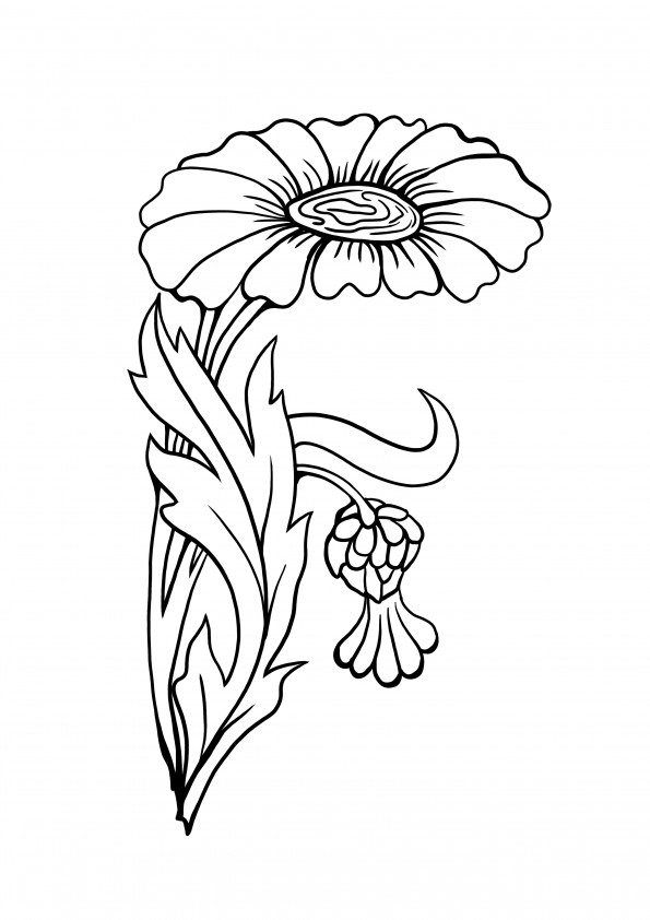 mejor pagina para colorear flor zinnia