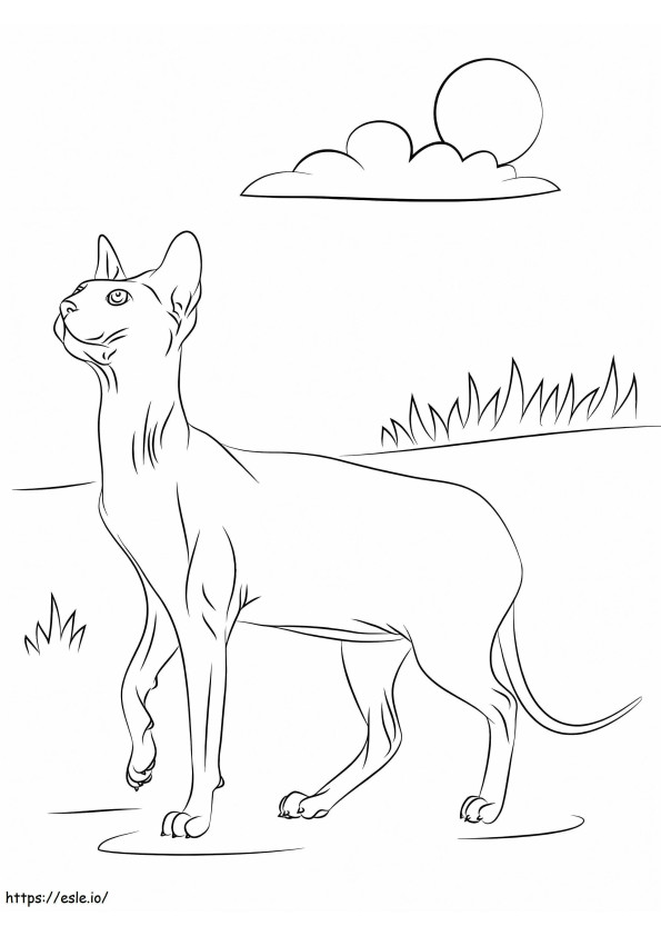 Sphynx Cat coloring page