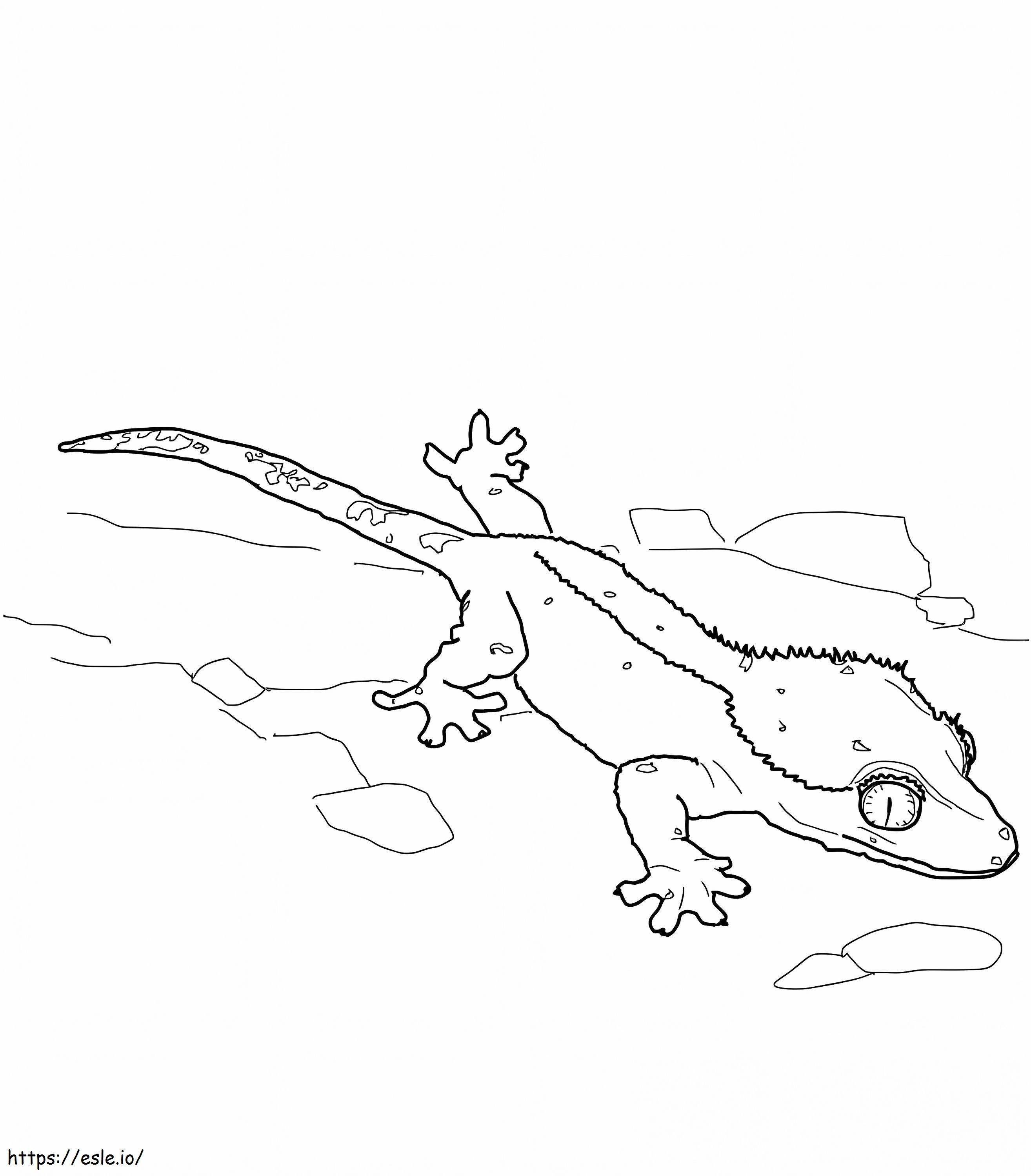 Coloriage Lézard gecko à crête à imprimer dessin