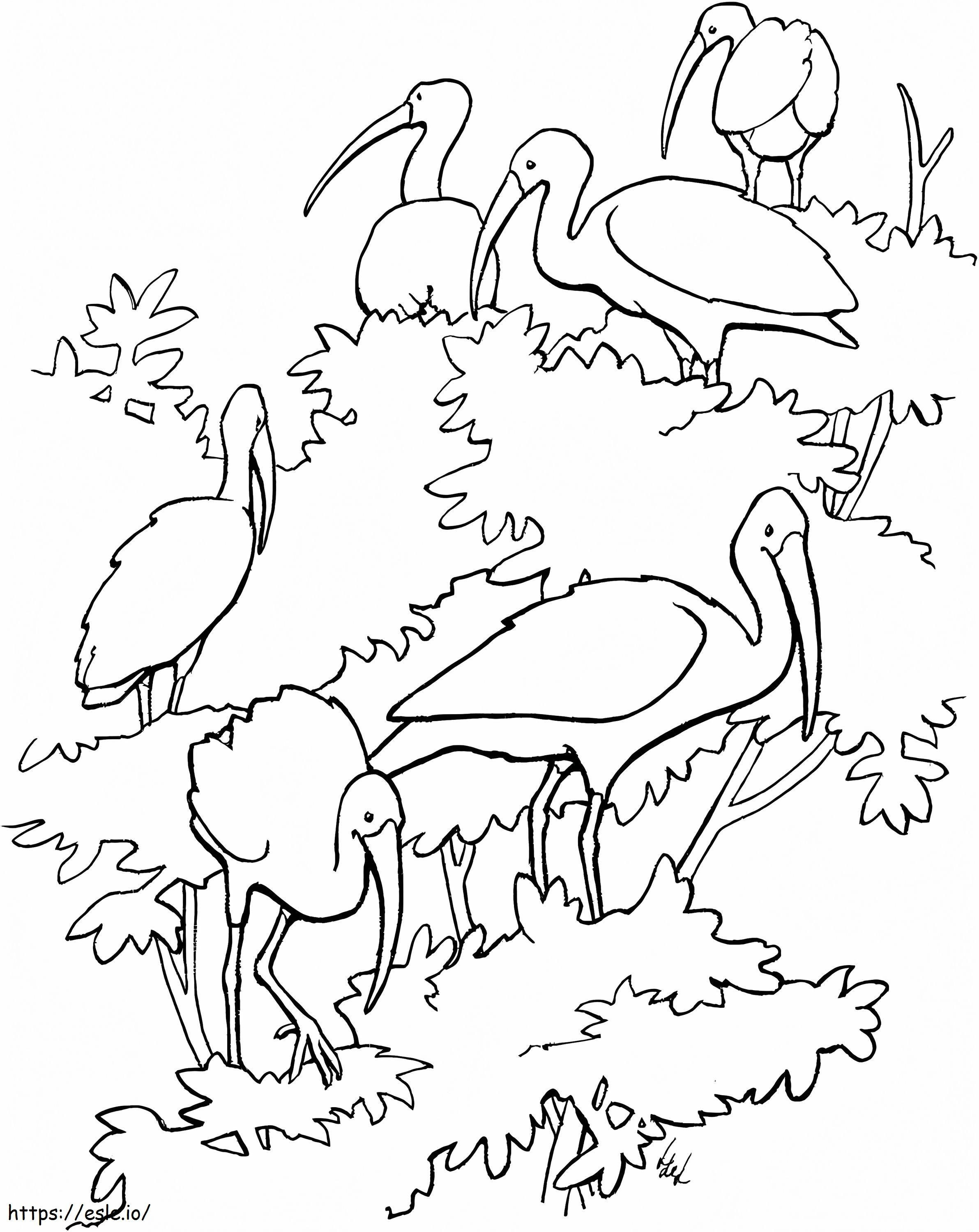 Scharlaken ibissen kleurplaat kleurplaat