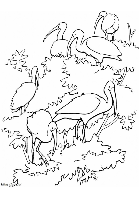 Coloriage Ibis écarlates à imprimer dessin