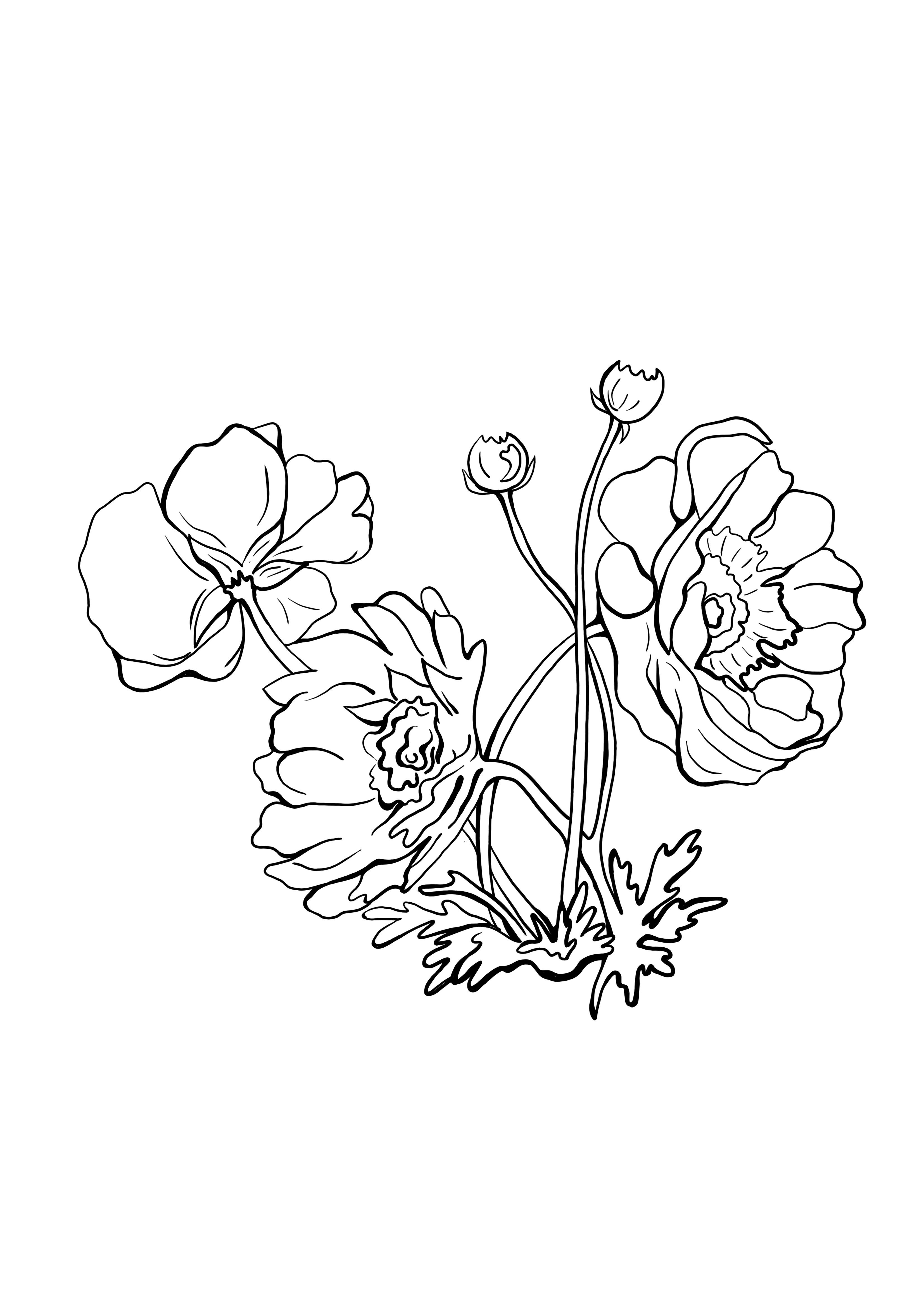 colorear gratis imagen de crisantemos