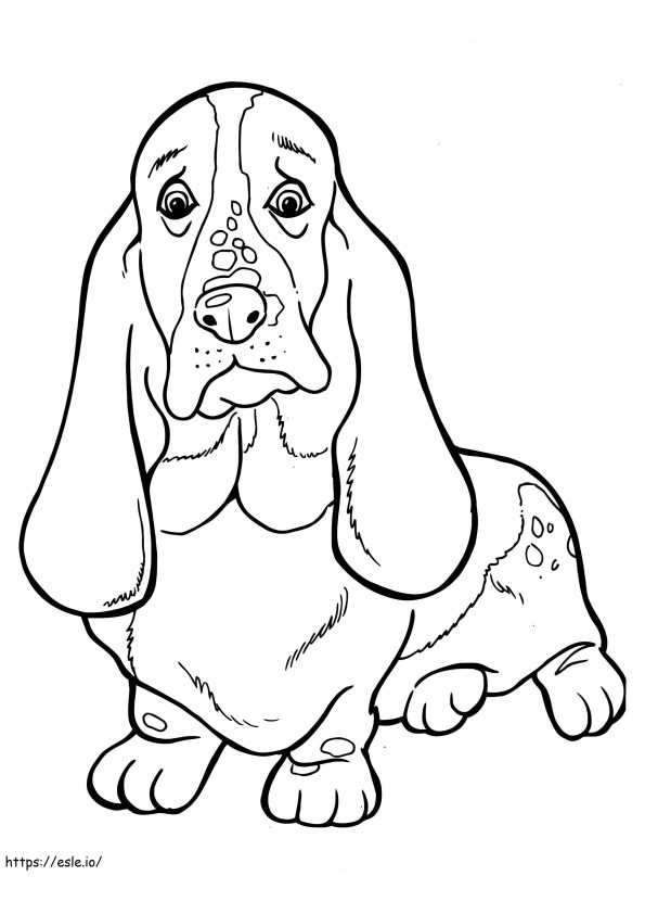 Normal Basset Hound coloring page