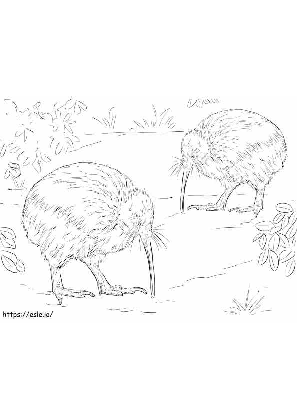 North Island Brown Kiwi Bird coloring page