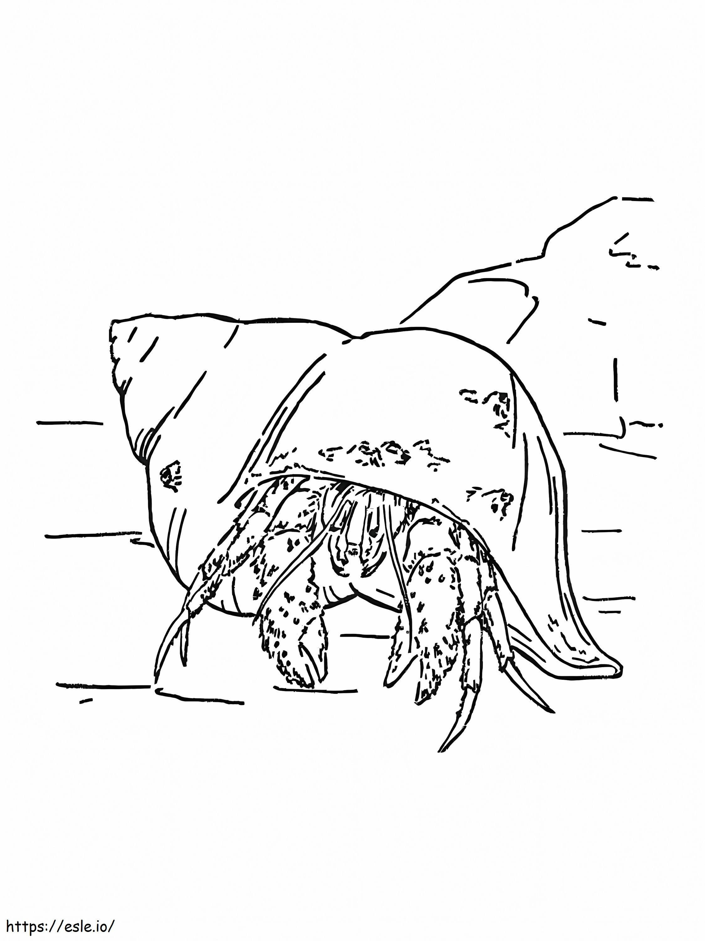 Hermit Crab 10 coloring page