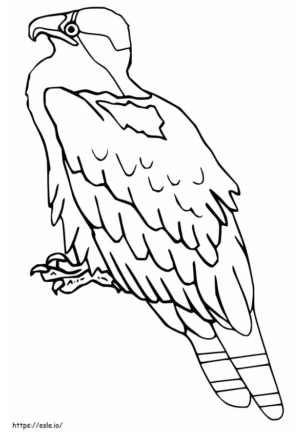 Falco pescatore normale da colorare
