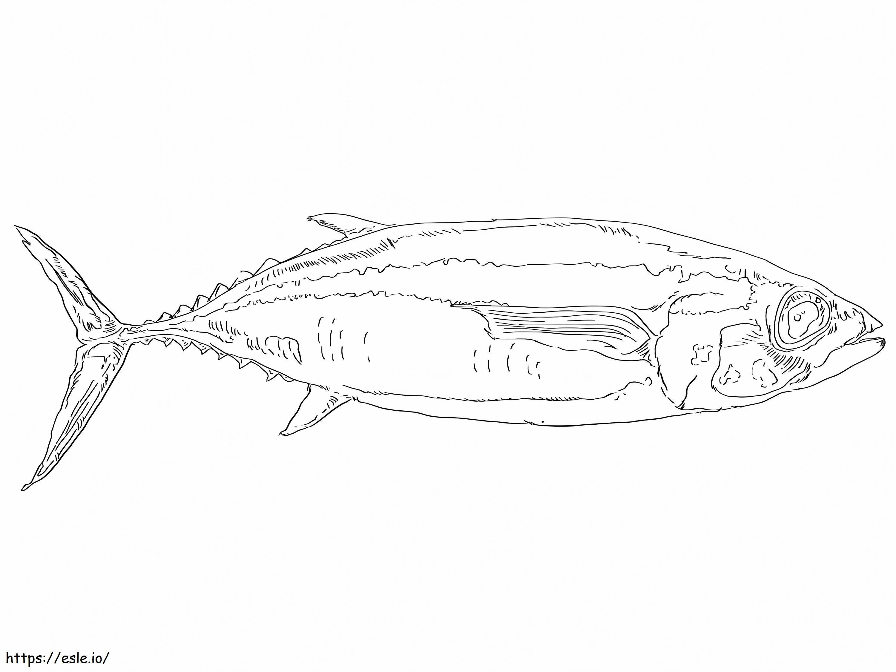 White Tuna Fish coloring page
