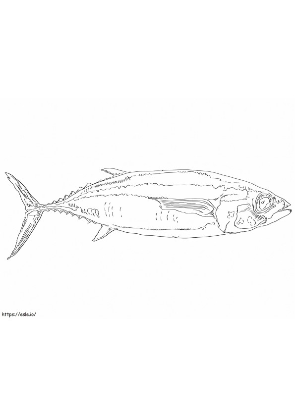 Witte tonijn kleurplaat