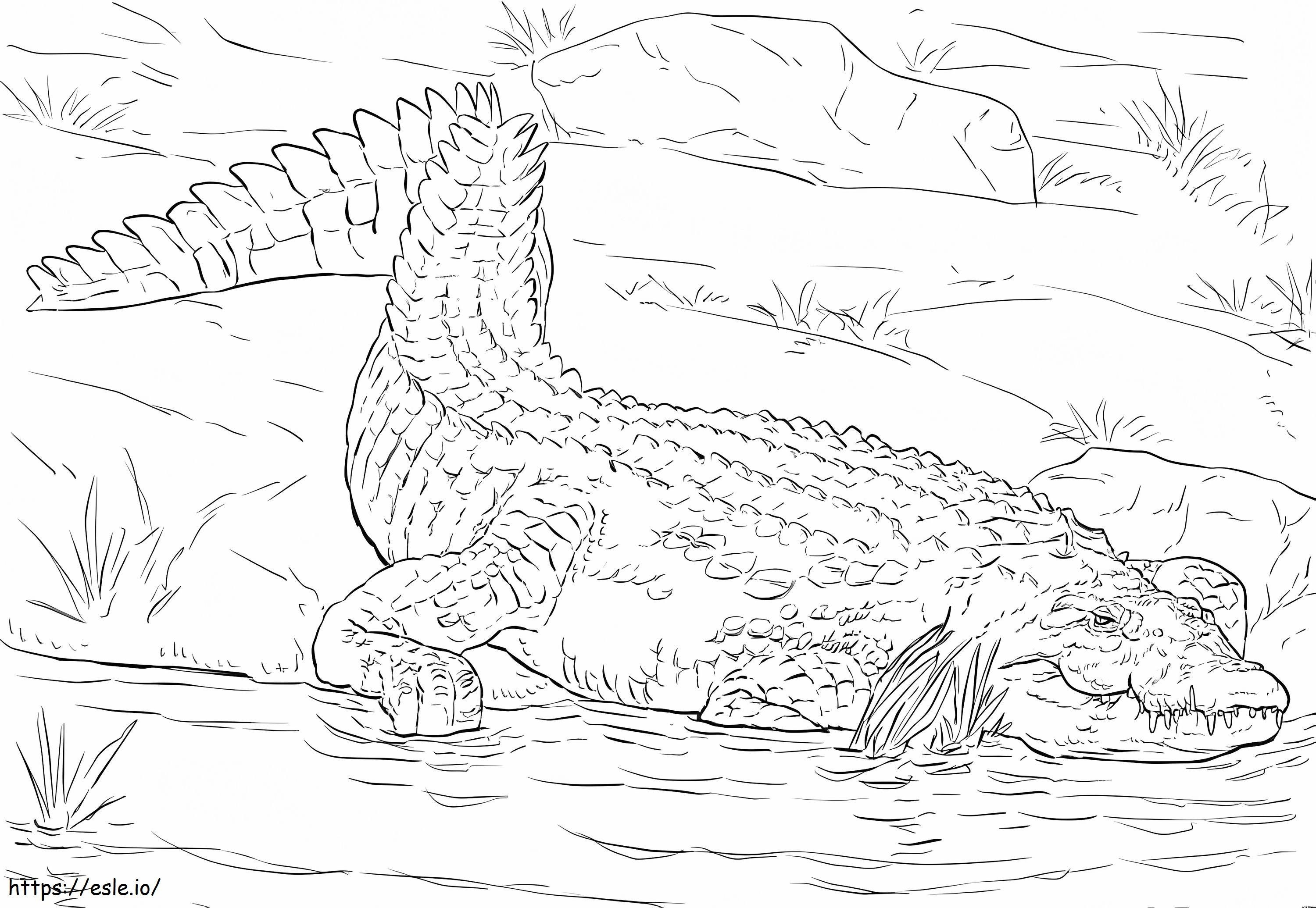 Coloriage Crocodile du Nil réaliste à imprimer dessin