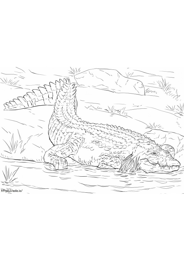 Realistinen Niilin krokotiili värityskuva