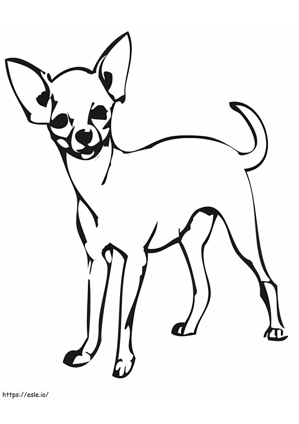 Seekor Anjing Chihuahua Gambar Mewarnai