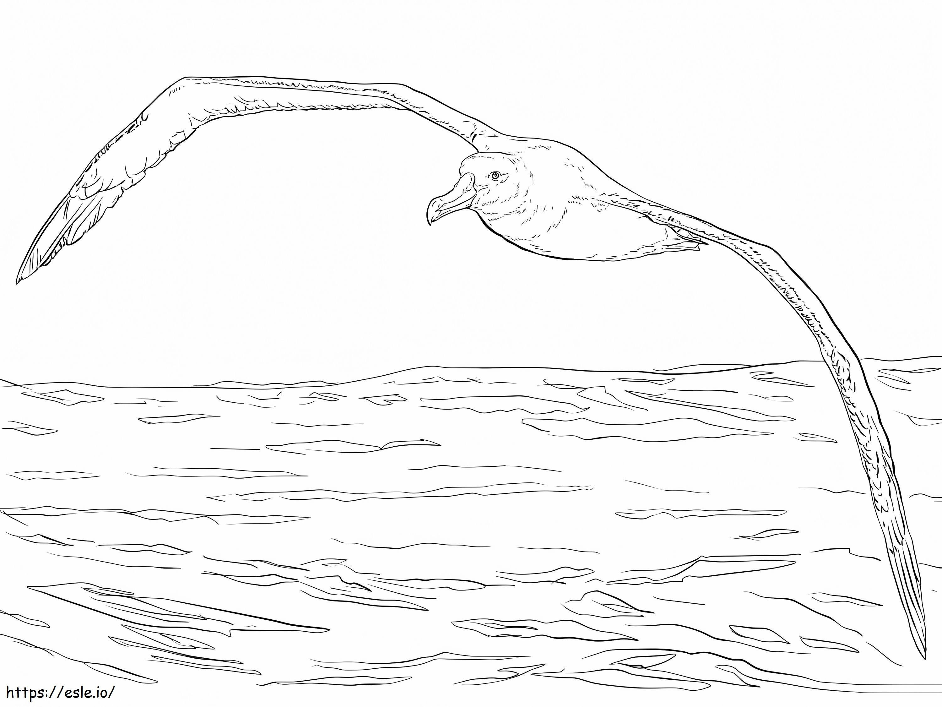 Latający albatros wędrowny kolorowanka