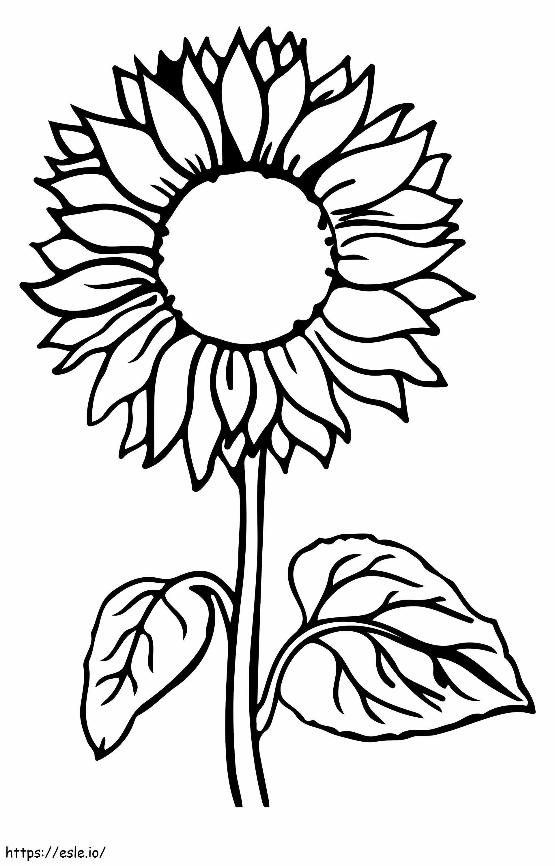 Regular Sunflower coloring page