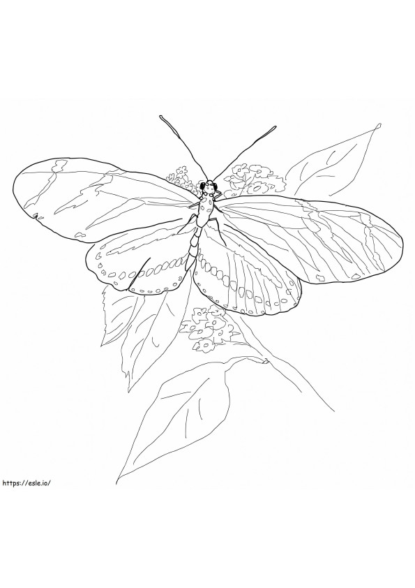 Coloriage Zebra Longwing Butterfly à imprimer dessin