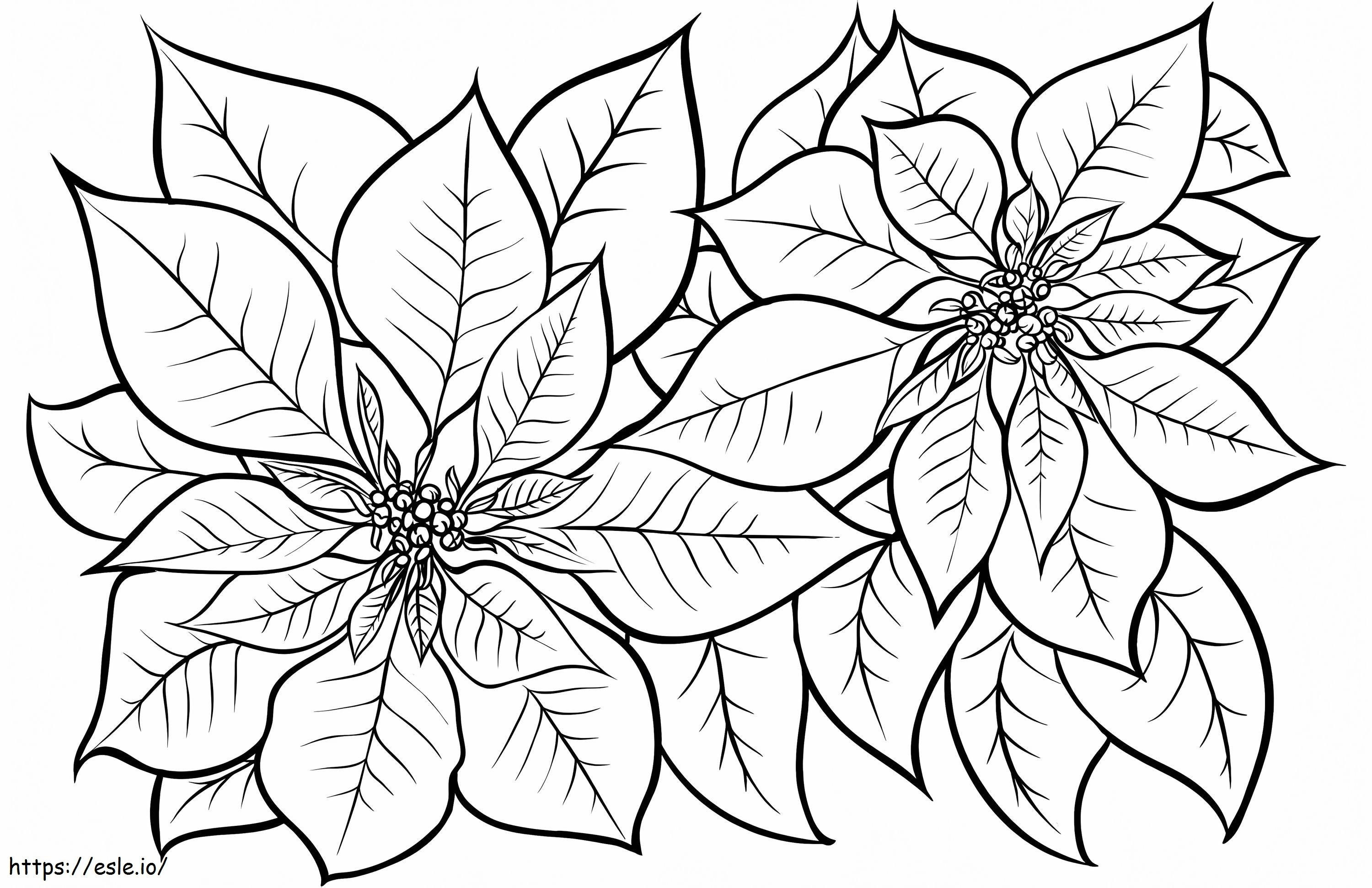 Free Printable Poinsettia coloring page