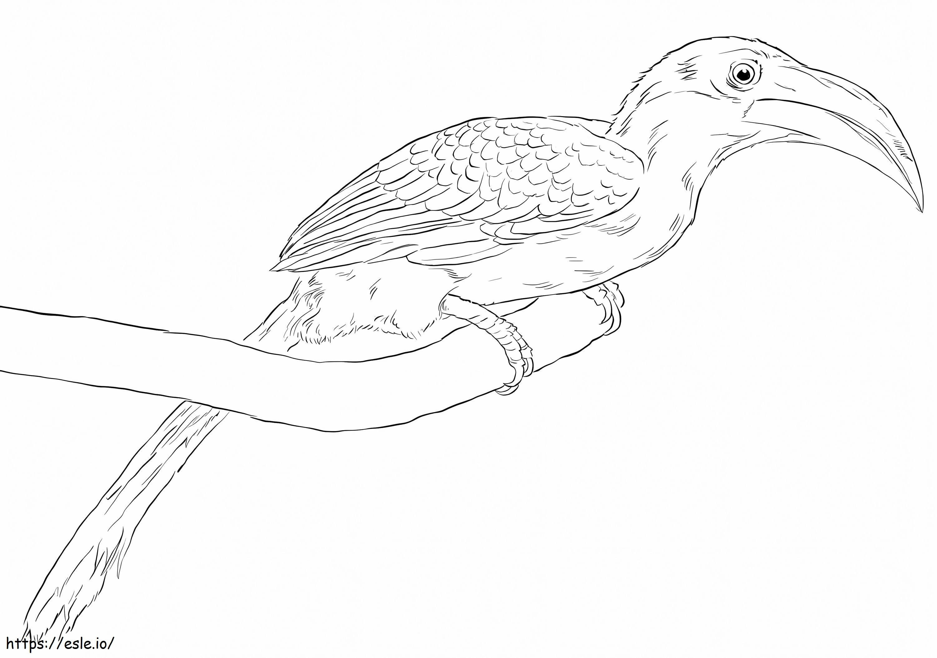 Malabar Grey Hornbill coloring page