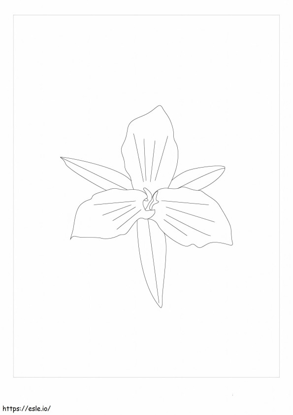 Trillium Normal coloring page