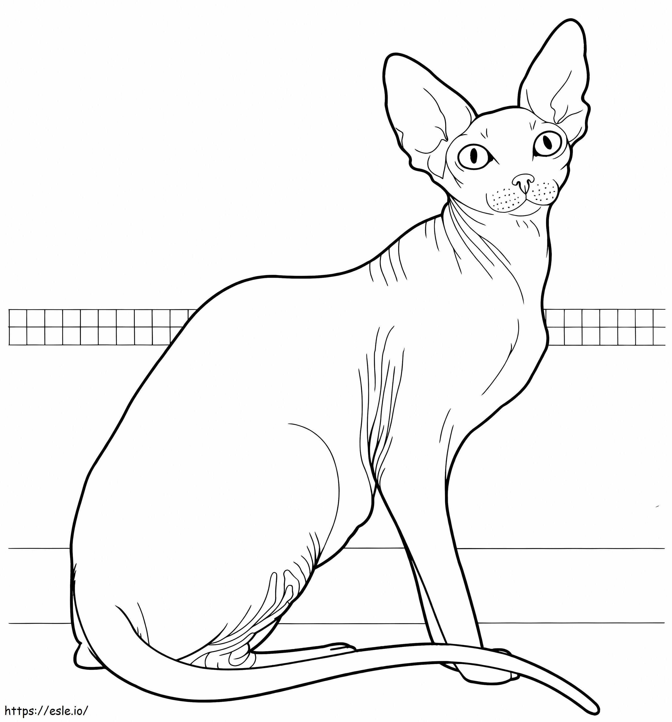 Sphynx-kat kleurplaat kleurplaat