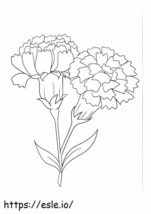 Basic Carnation coloring page