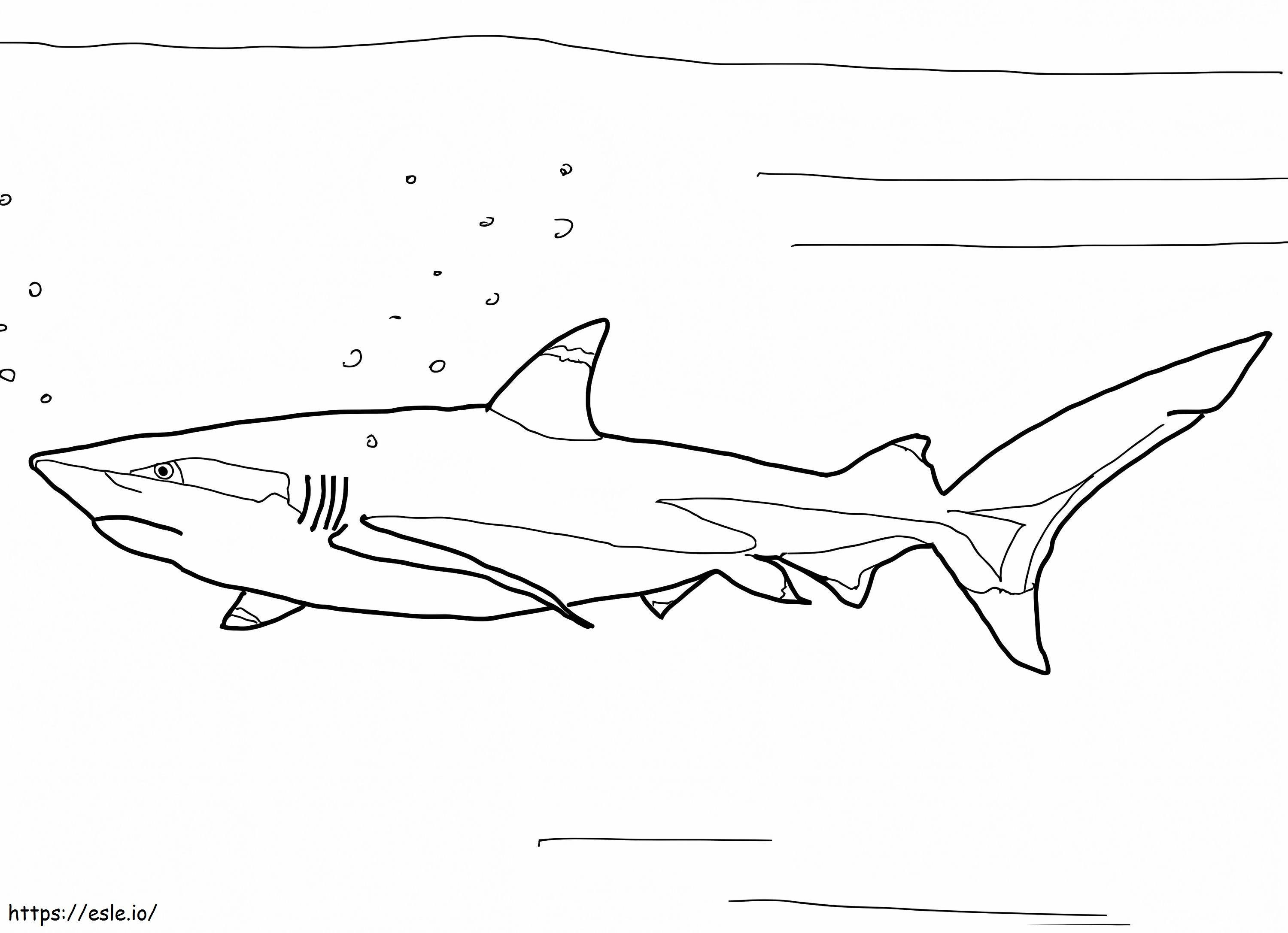 Coloriage Requin pointe noire à imprimer dessin