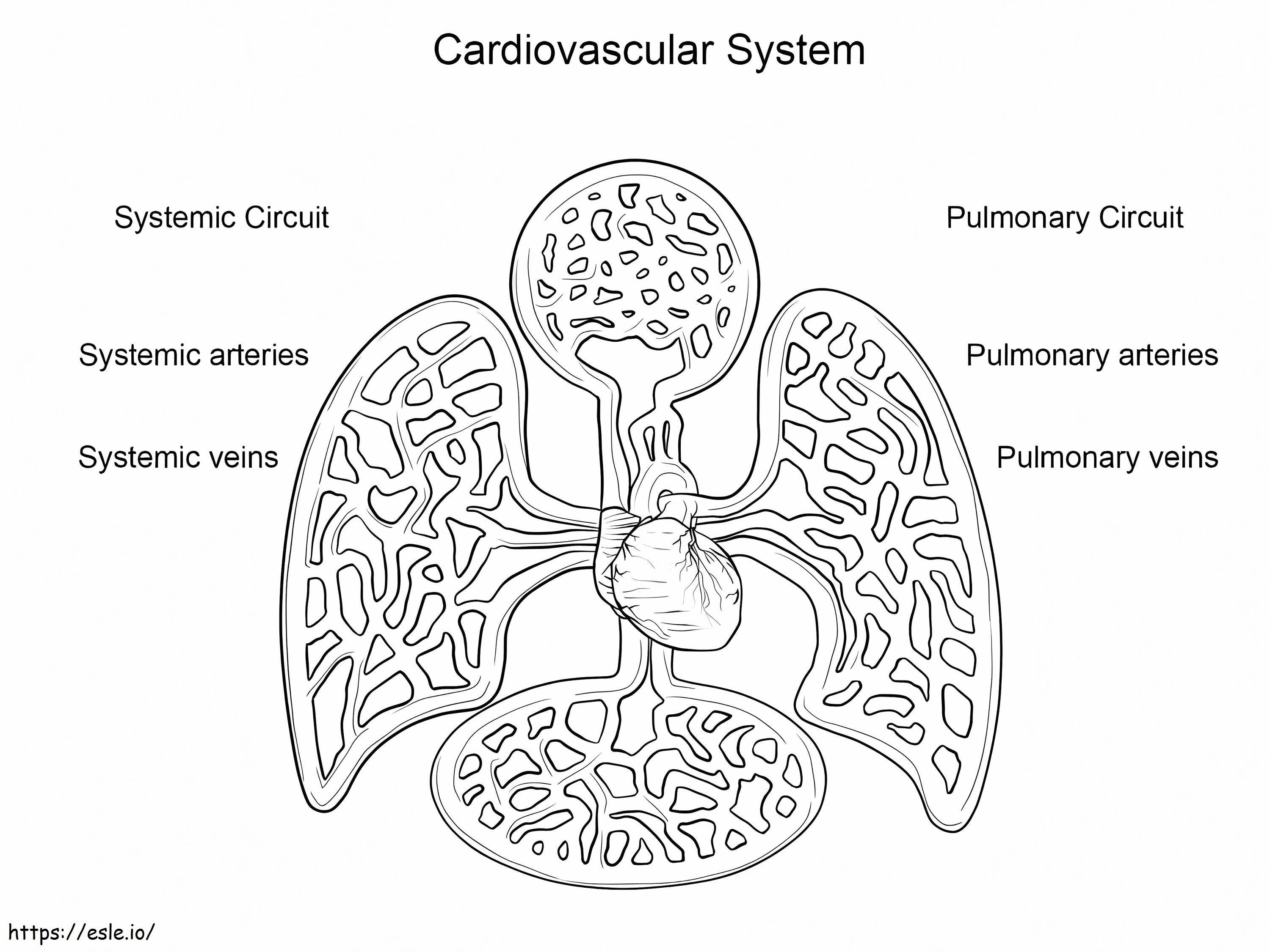 Cardiovascular System coloring page