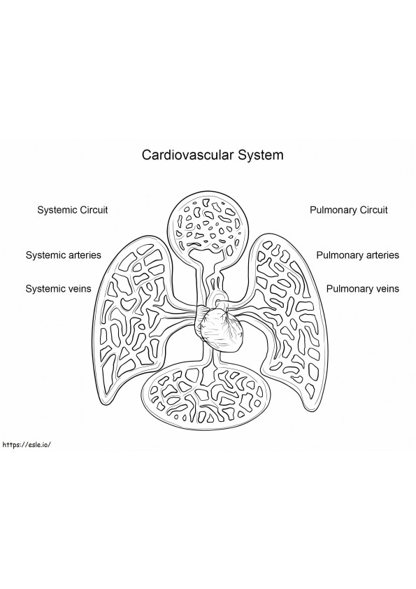 Sydän- ja verisuonijärjestelmä värityskuva