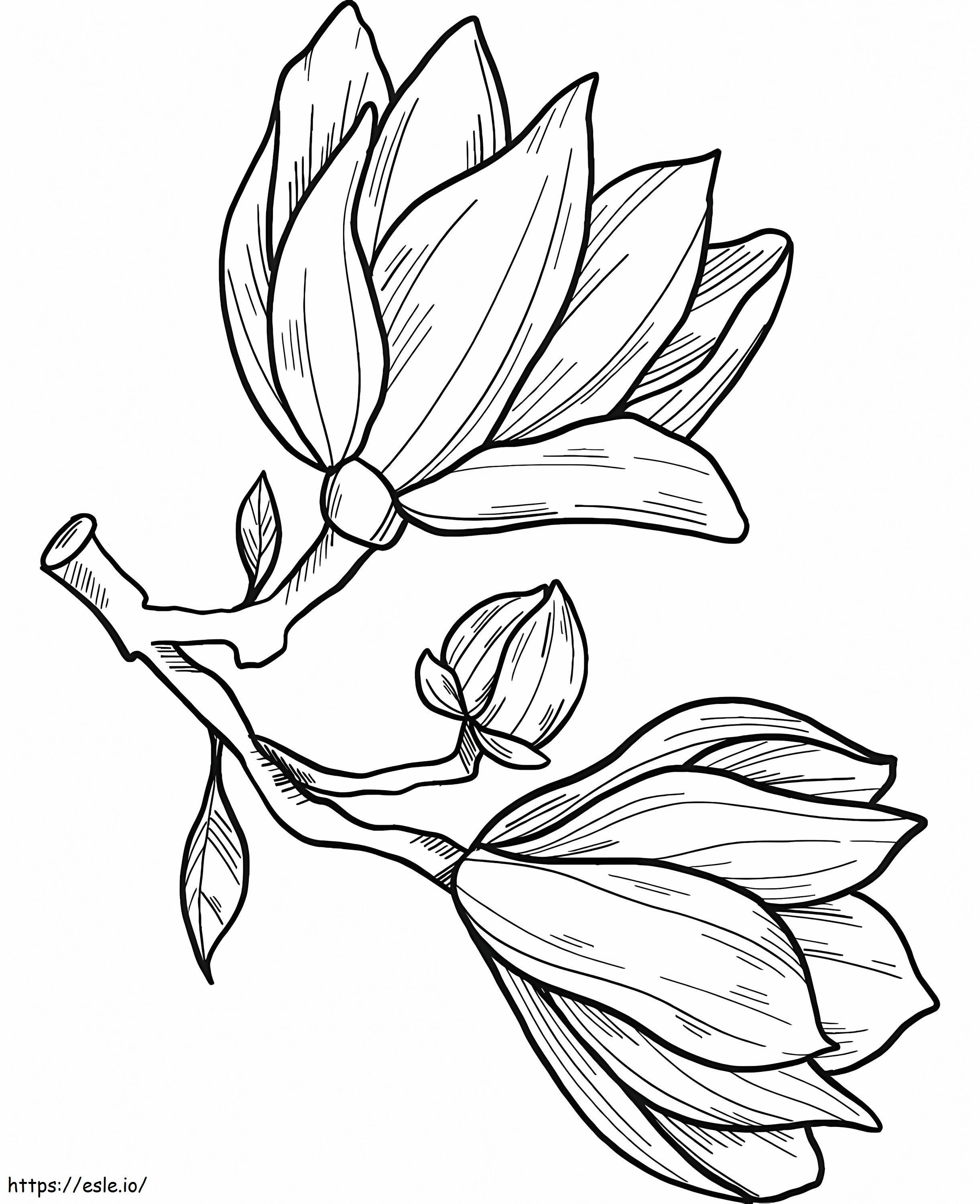 Coloriage Fleur de magnolia 14 à imprimer dessin