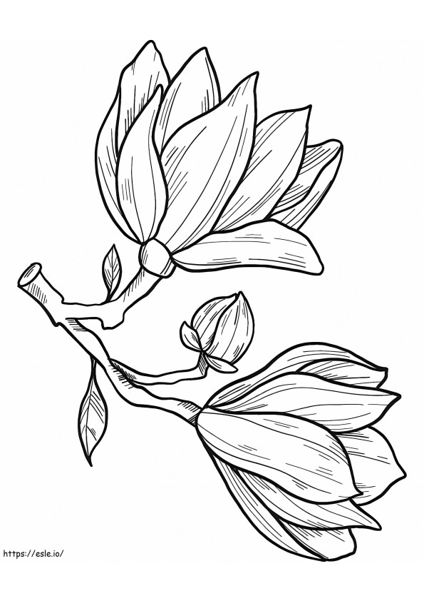 Coloriage Fleur de magnolia 14 à imprimer dessin