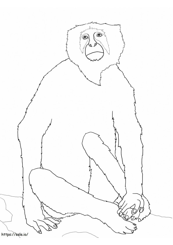 Langur aap kleurplaat