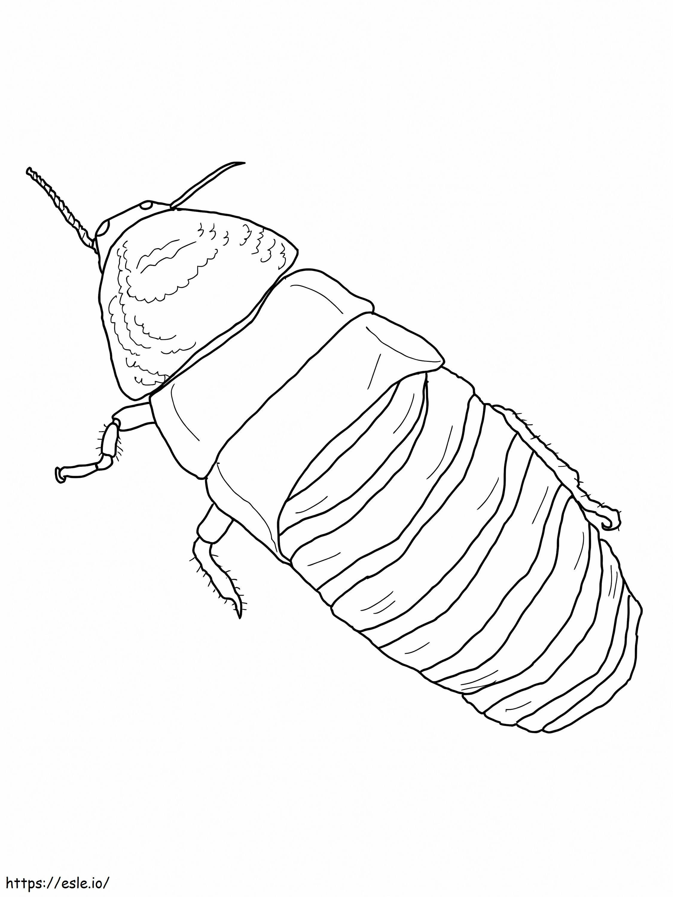 Madagaskar Tıslayan Hamam Böceği boyama