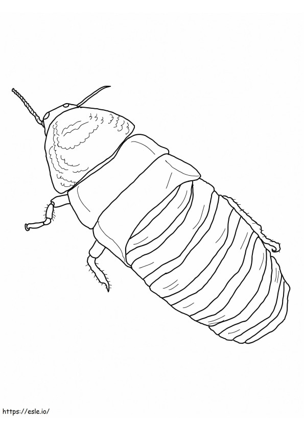 Cucaracha silbante de Madagascar para colorear