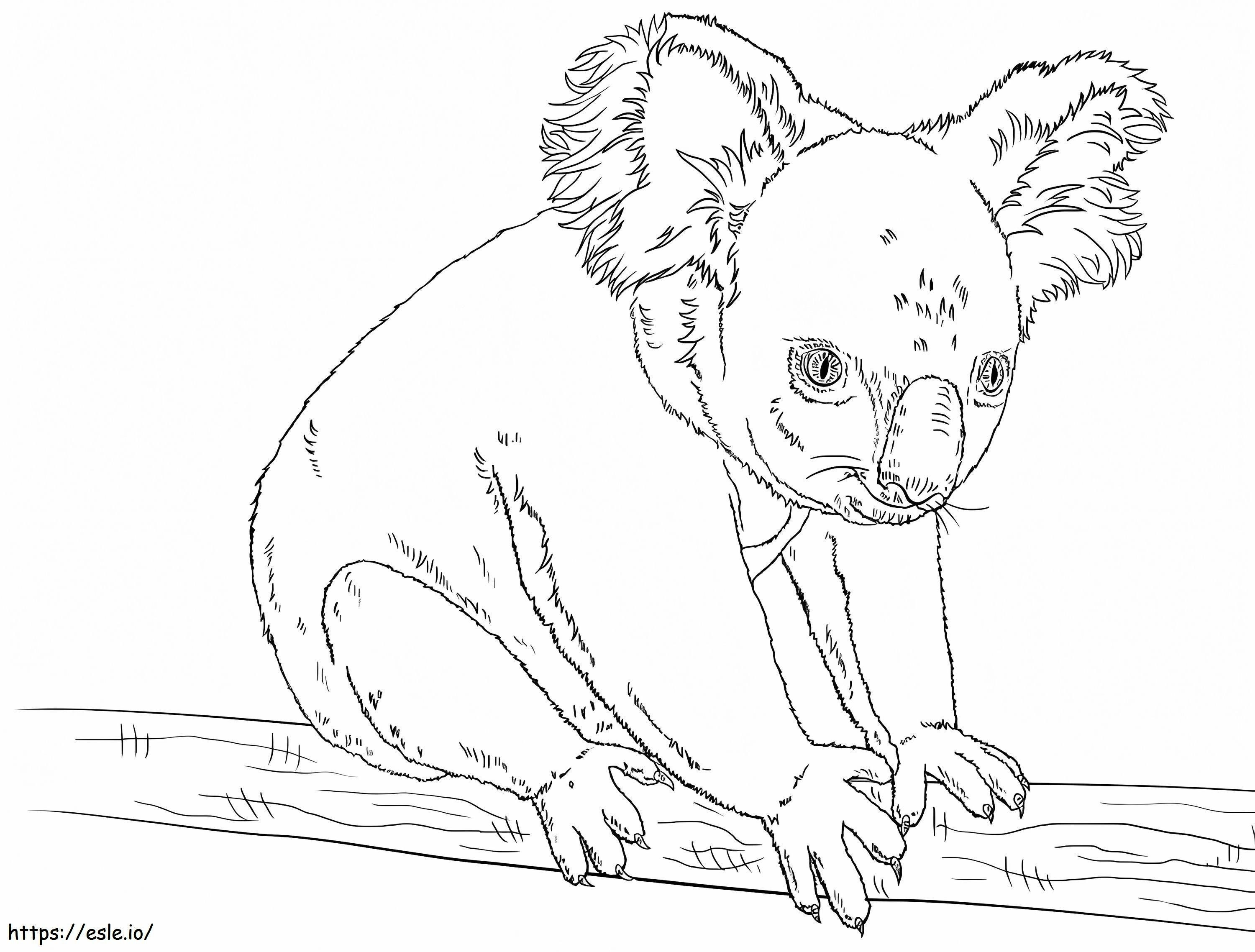  Koala kolorowanka