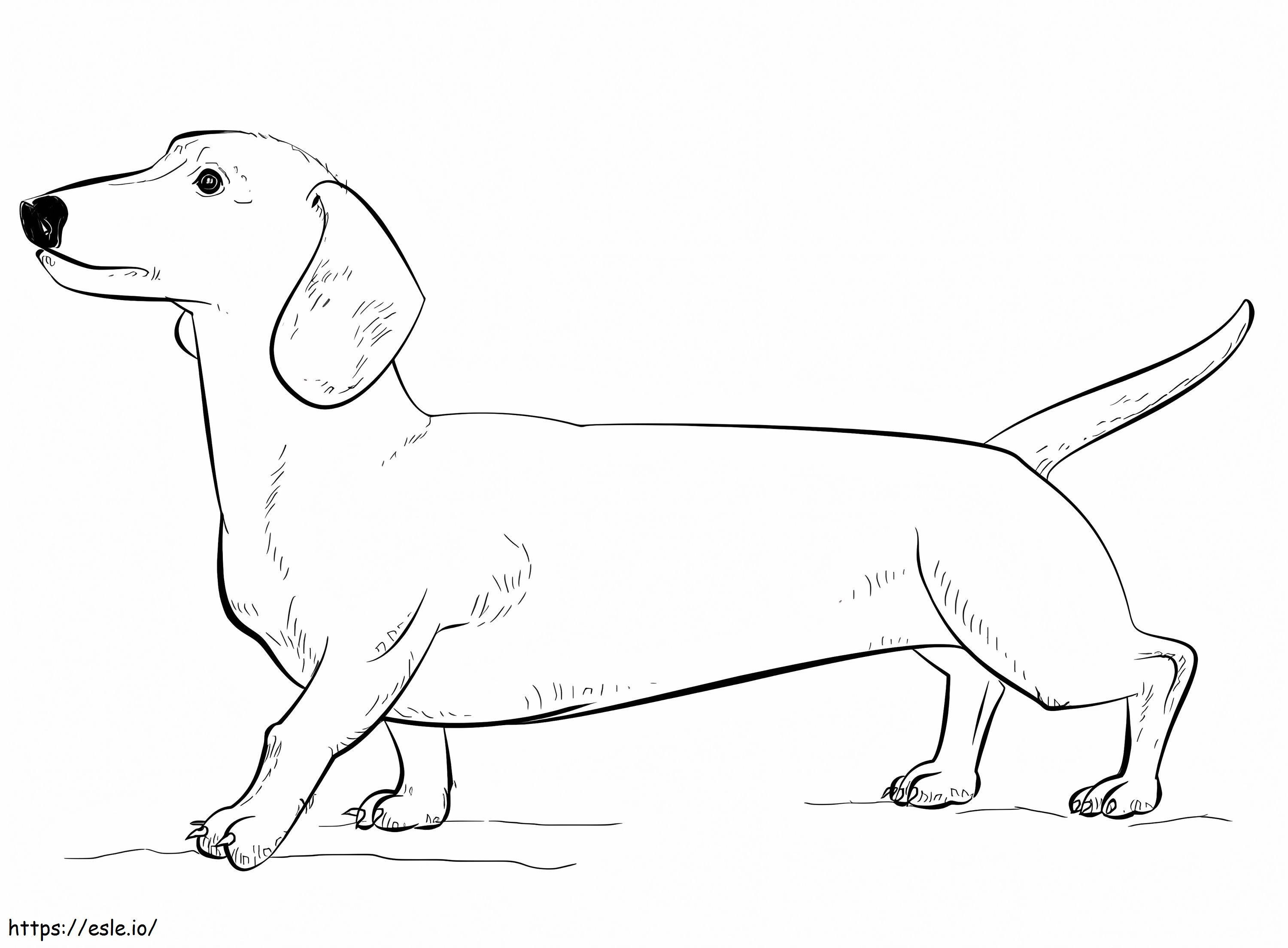 Dachshund Dog coloring page