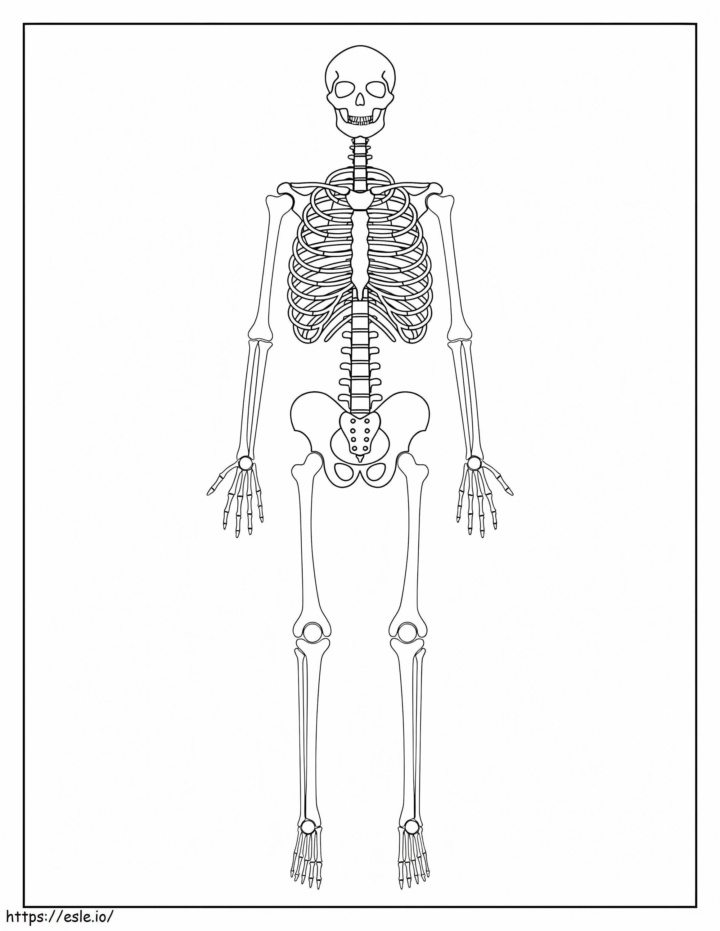 Normales Skelett ausmalbilder