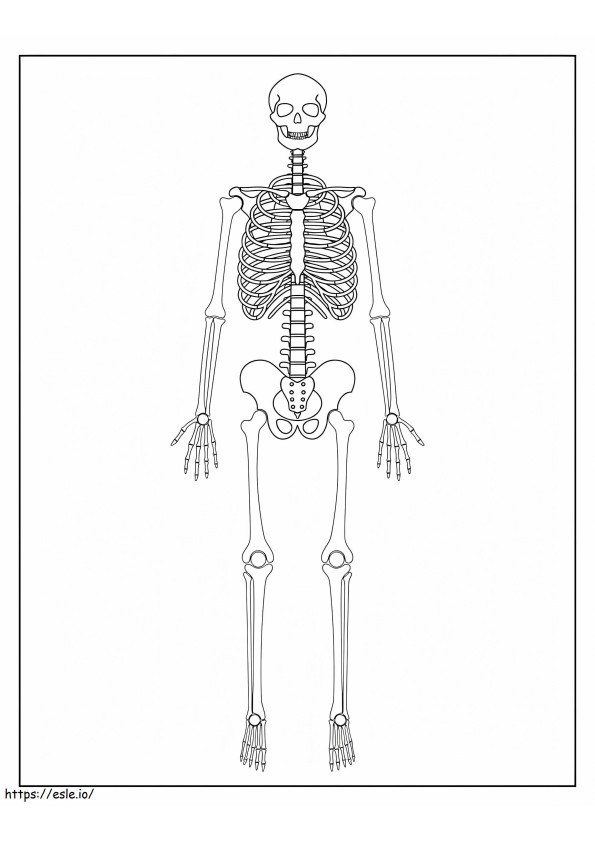 Coloriage Squelette normal à imprimer dessin