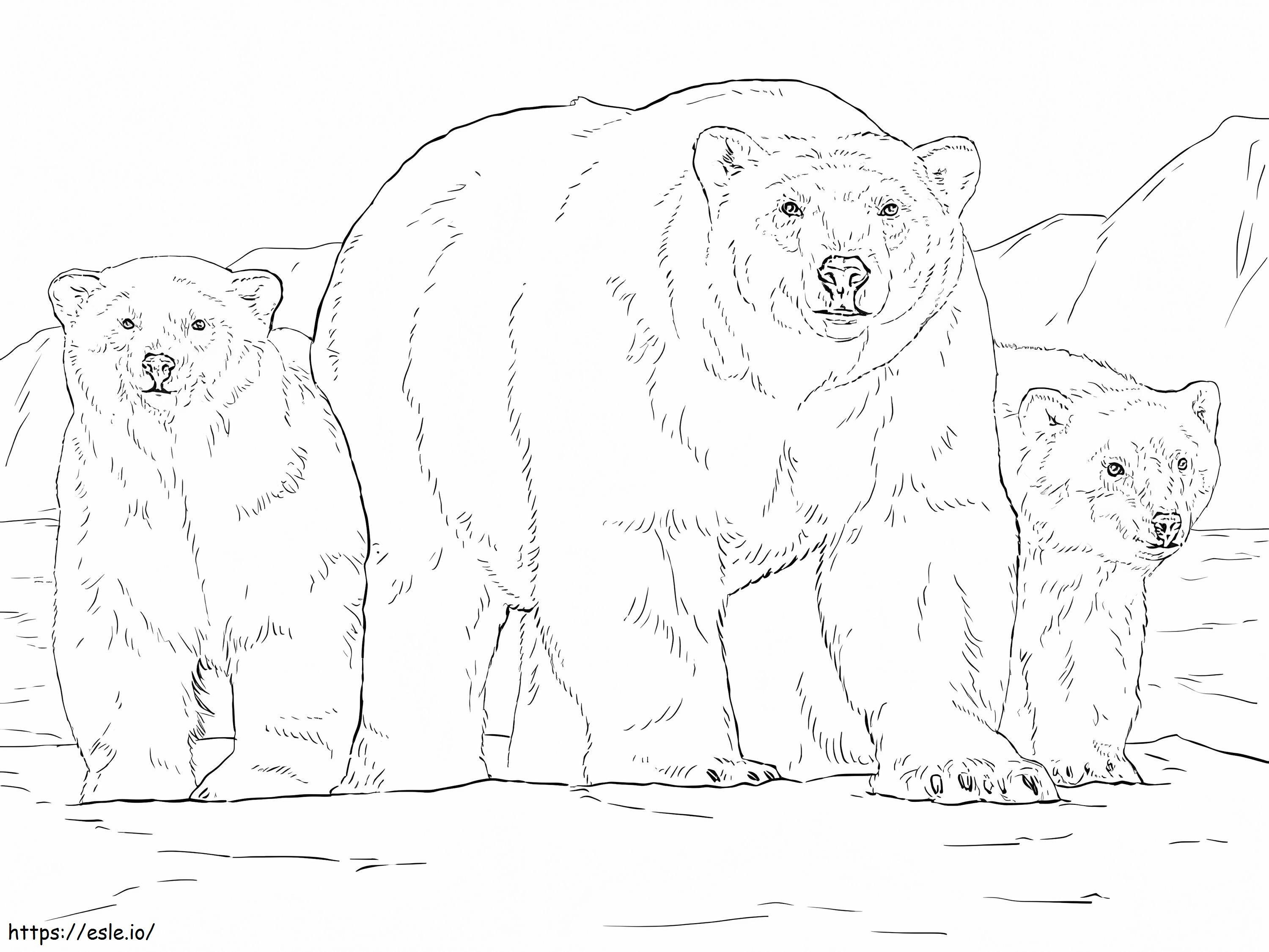 Ursos polares realistas para colorir