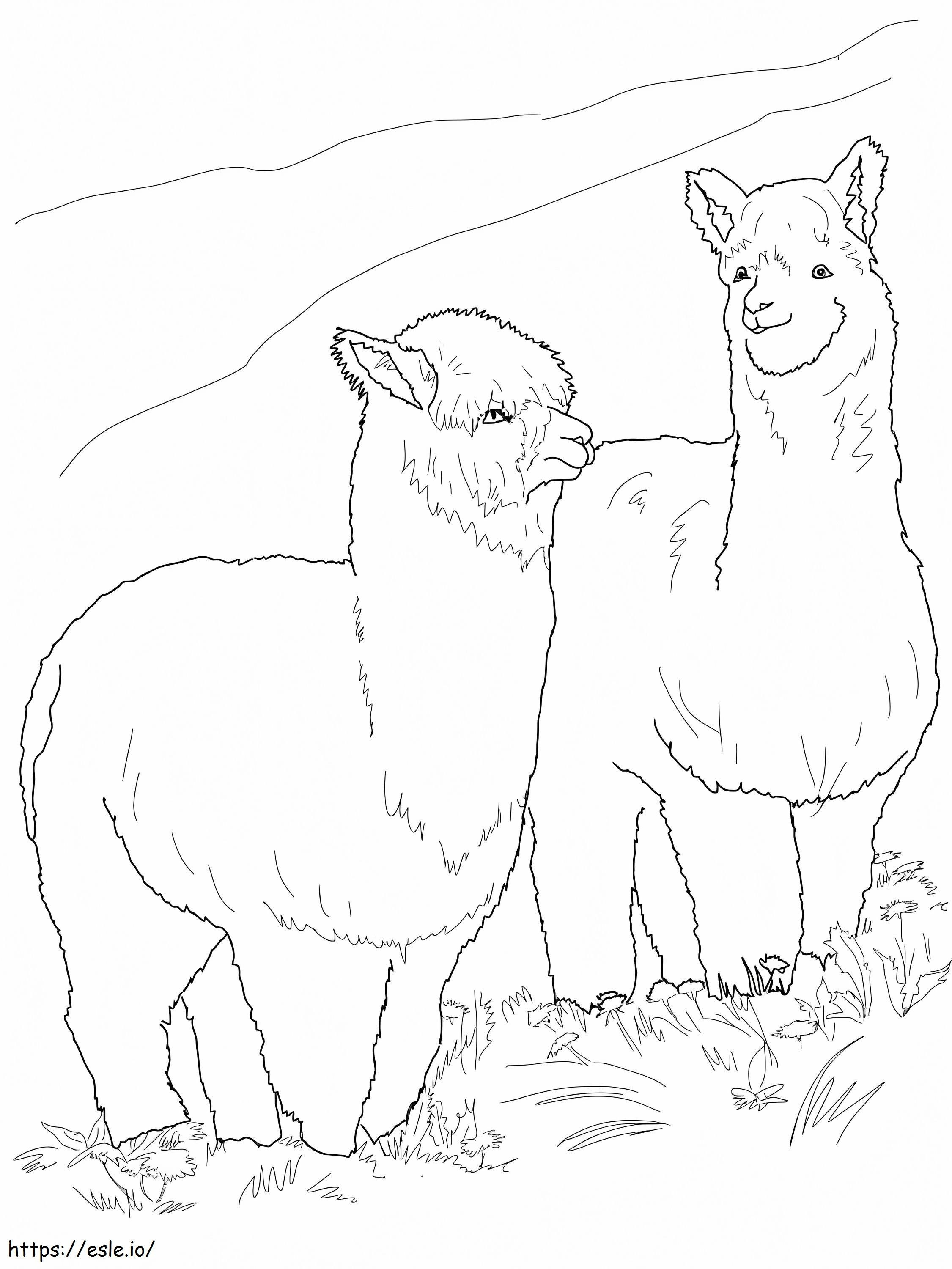 Duas alpacas peludas para colorir