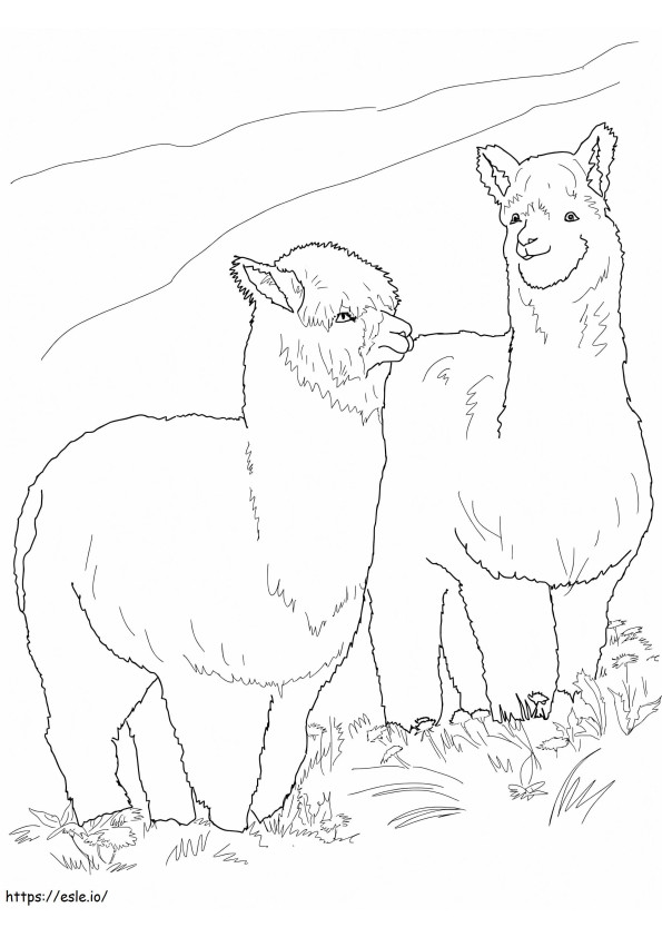 Twee harige alpaca's kleurplaat