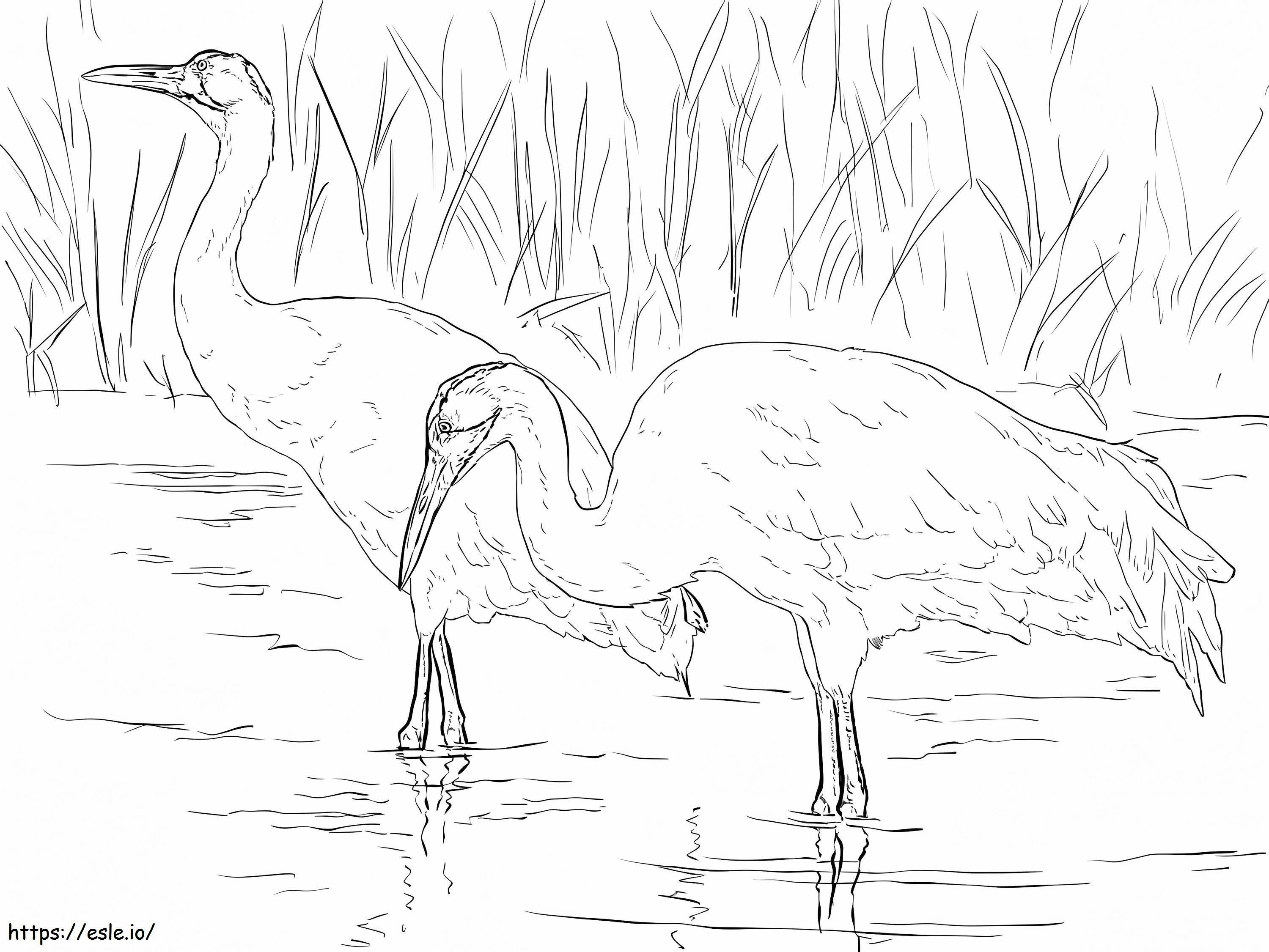 Whooping Cranes coloring page