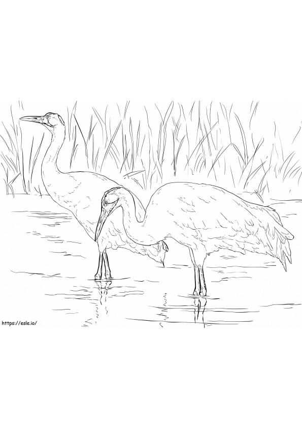 Whooping Cranes coloring page