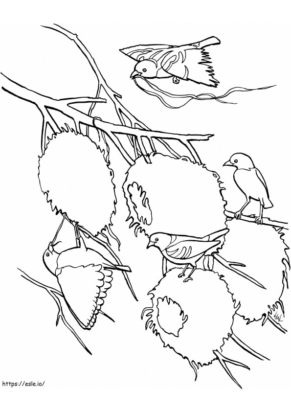 Village Weaver Bird coloring page