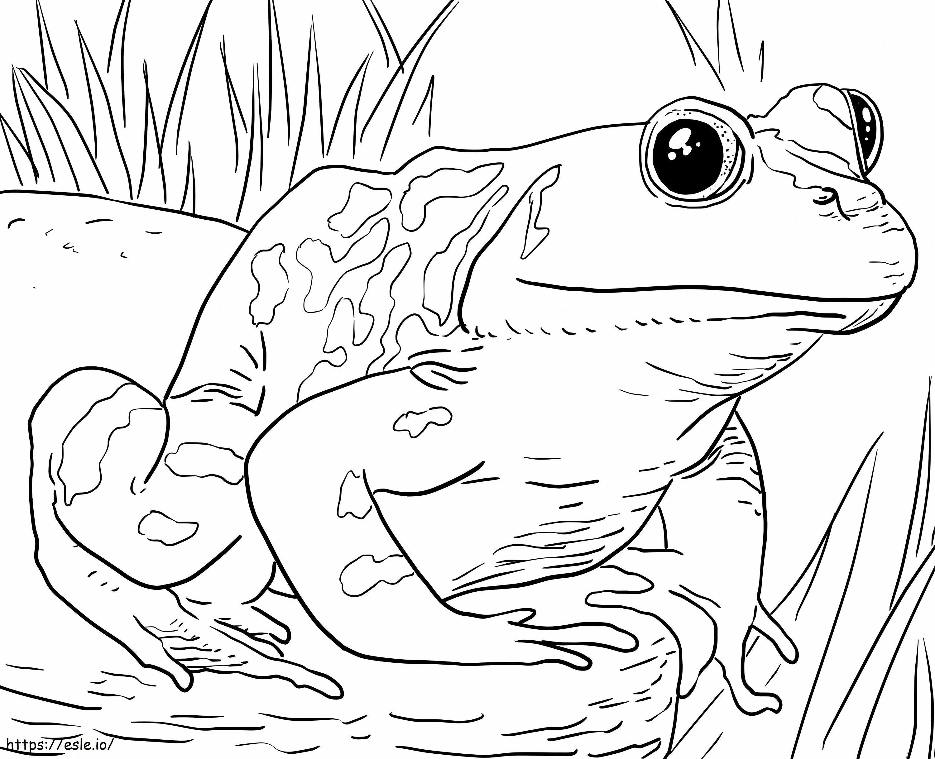 Frog In The Zoo coloring page