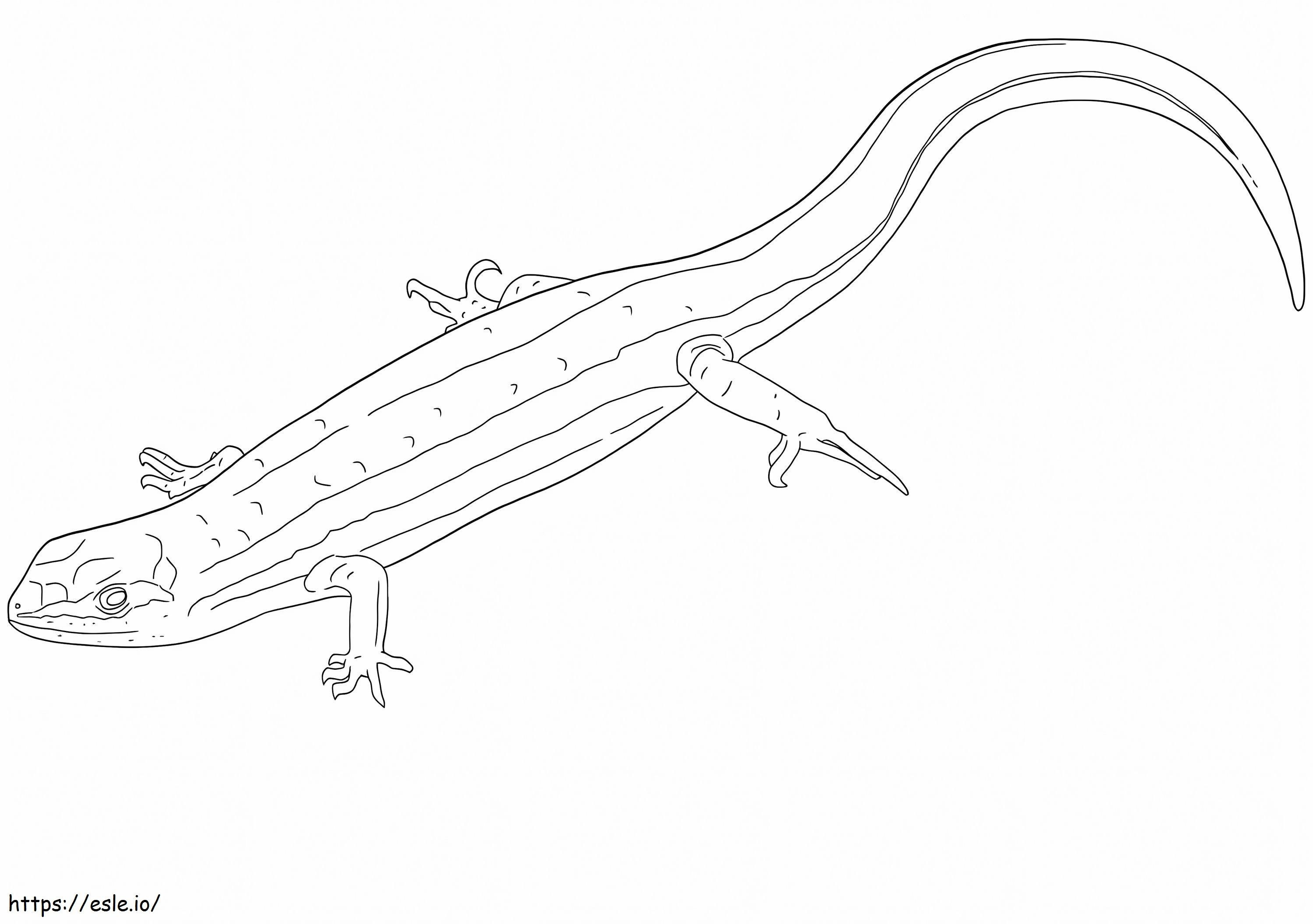 Common Garden Skink coloring page