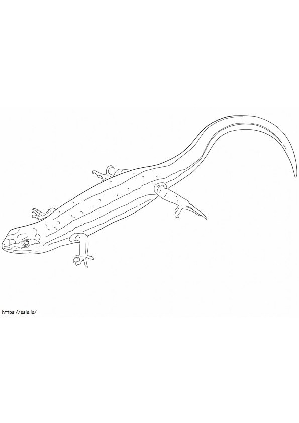 Common Garden Skink coloring page
