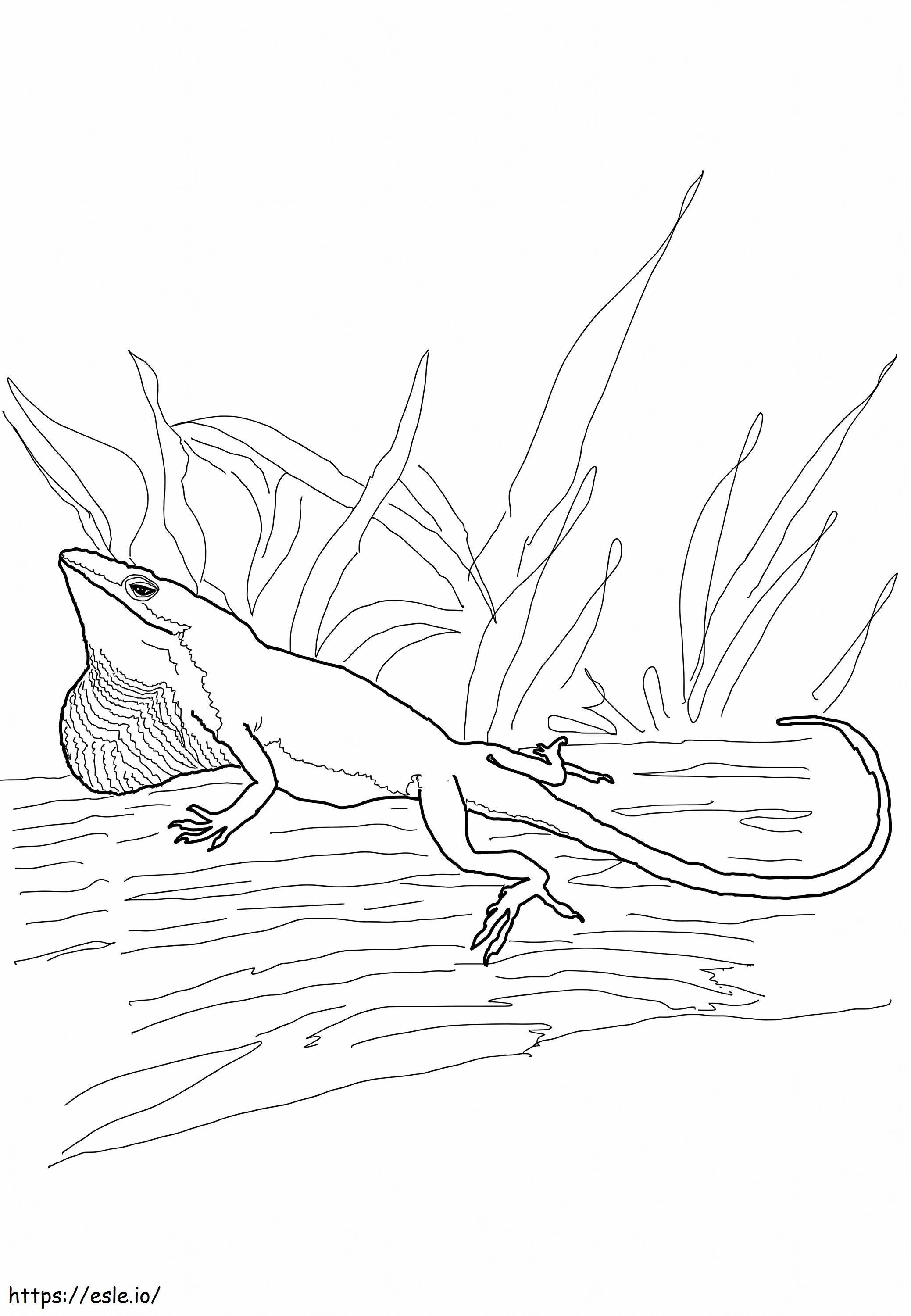 The Carolina Anole A4 coloring page